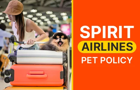 Can I travel with my pet in Spirit Airlines?